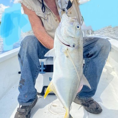 jack crevalle weigh in